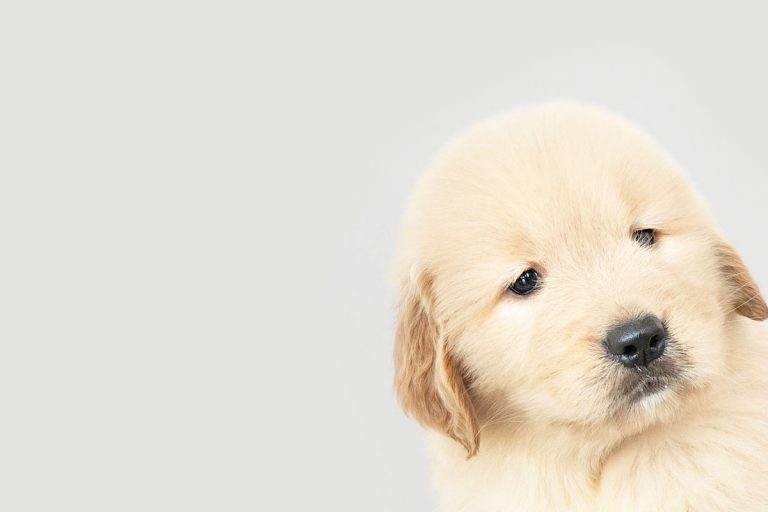 Puppy1