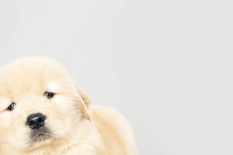 Puppy2