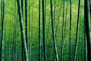 Nature Bg2