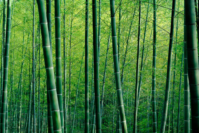 Nature Bg2