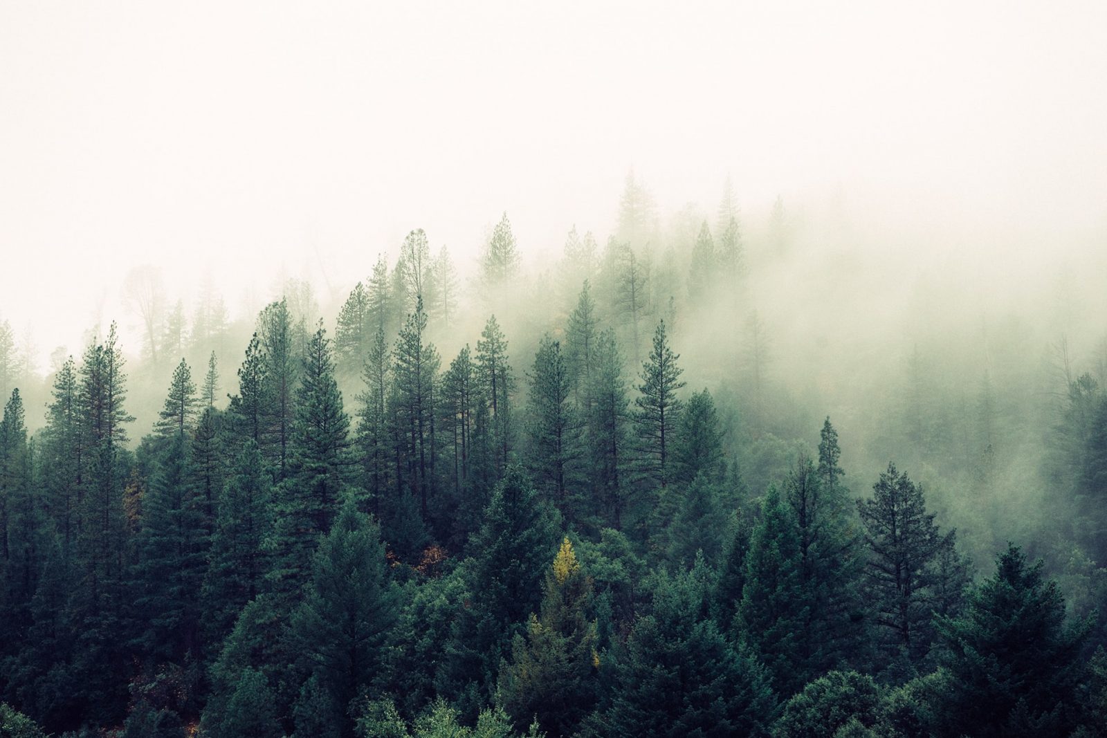 Image hover effect image